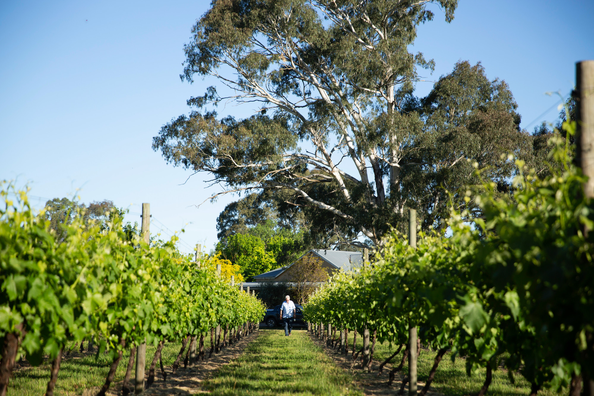 King Valley Dal Zotto Wines (King Valley,