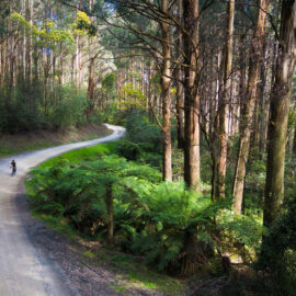 Kinglake Ranges Gravel Rides - Kinglake - Captains Ride