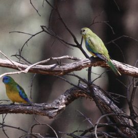 Warby-Ovens National Park