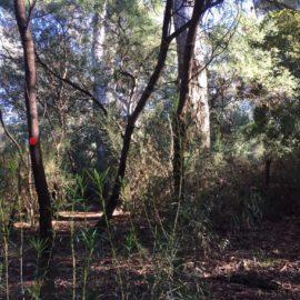 River red gums