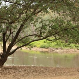 Ovens River Junction