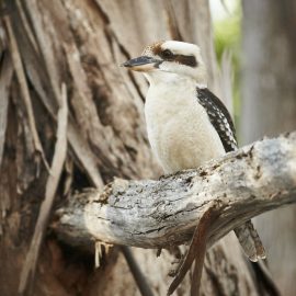 King Fisher in Kaluna Park