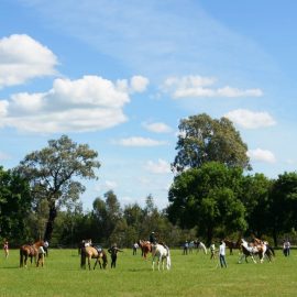Horse Show at the oxley recreation reserve