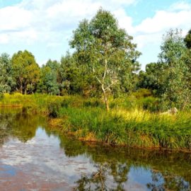 Mansfield Mullum Wetlands